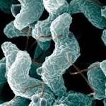 Campylobacter